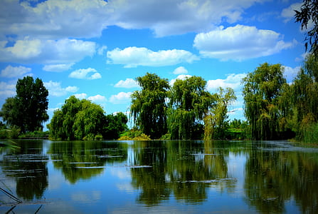 green trees photo during daytime thumbnail