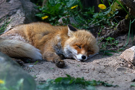 sleeping fox near green plants thumbnail