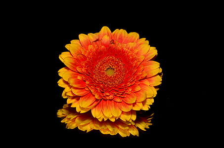 yellow and orange cluster flower thumbnail