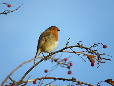 brown and red bird on tree thumbnail
