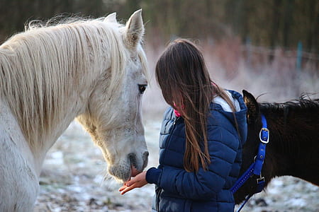 woman feeding white horse thumbnail