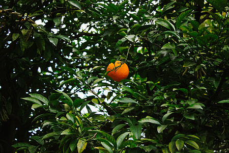 Orange on tree thumbnail
