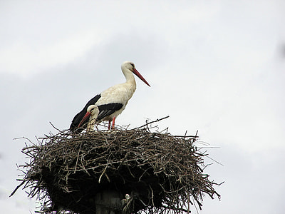two white birds on nest thumbnail