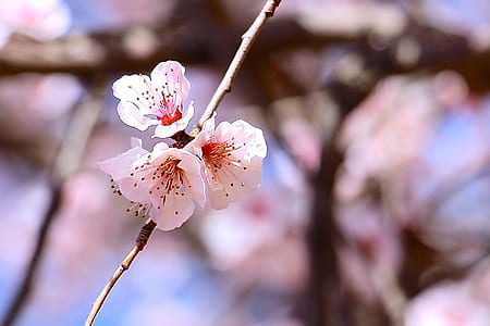selective focus photography of white petaled flowers thumbnail