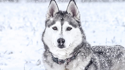 black and white Siberian husky thumbnail