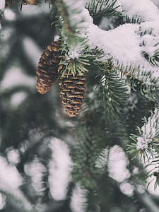 photography of green male pinecone flowers thumbnail