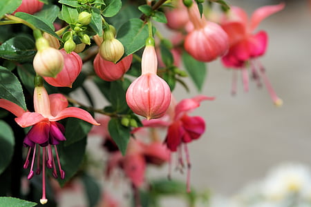 shallow focus photography of pink flowers thumbnail