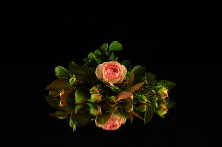 pink rose flower thumbnail