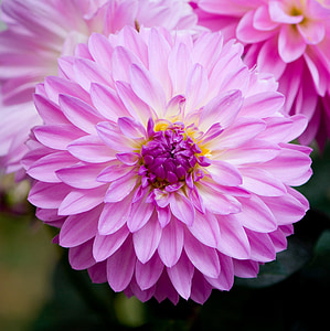 close photo of pink petaled flower thumbnail
