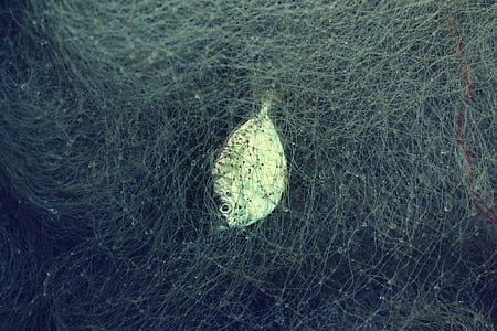 gray fish thumbnail