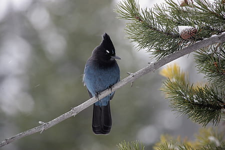 stellar's jay, bird, wildlife, nature, branch, sitting thumbnail