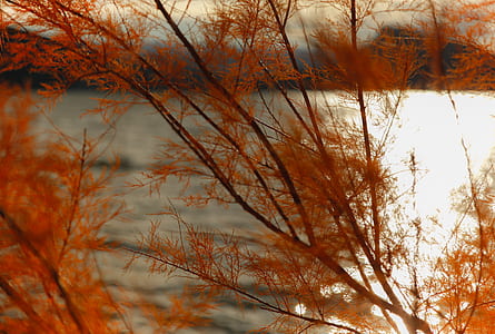orange leafed plant near body of water at daytime thumbnail