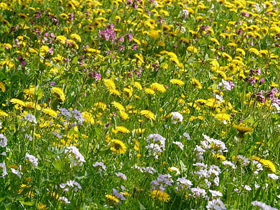 bed of yellow, purple, and white daisy flowers thumbnail