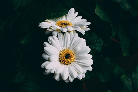 white flowers surrounded of leafs thumbnail