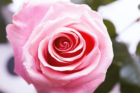 Detail of beautiful pink roses of love thumbnail