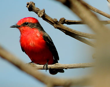 selective focus photography of red and black bird thumbnail