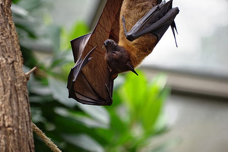 selective photo of bat perched on tree thumbnail