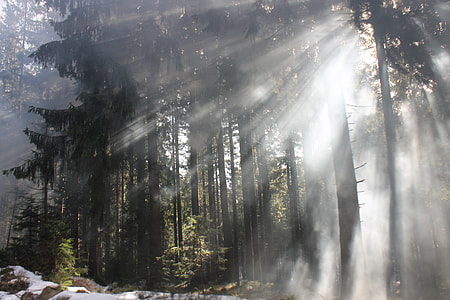 landscape photography of green leaf trees covered with fog thumbnail