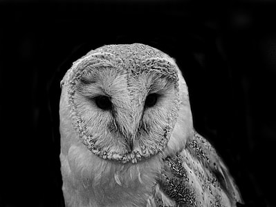 grayscale photo of owl thumbnail