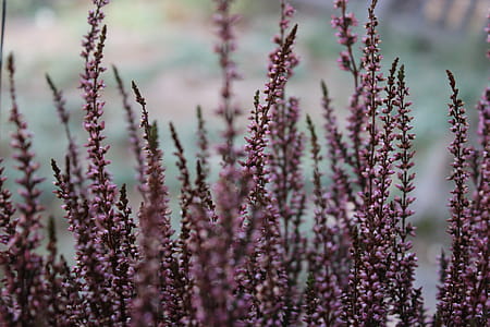 Selective Focus Photography Of Purple Flower Buds thumbnail