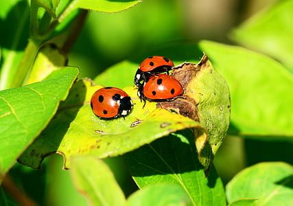closeup photo of three lady bugs on green leaf plant thumbnail