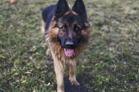 adult black and brown German shepherd standing on green grass field thumbnail