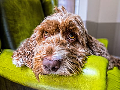 dog resting on chair thumbnail