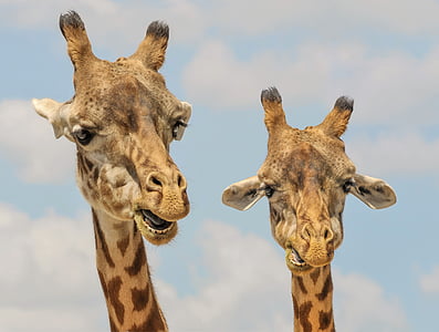 two brown giraffes thumbnail