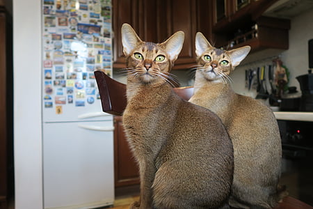 two brown cats thumbnail