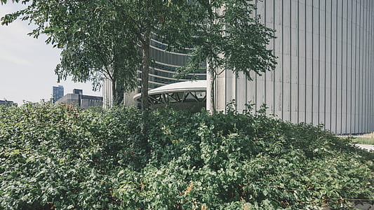 photo of green and brown tree thumbnail