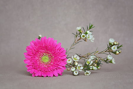 selective focus photography of pink and white flowers thumbnail