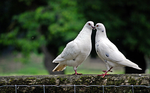 two white pigeon on tree trunk thumbnail