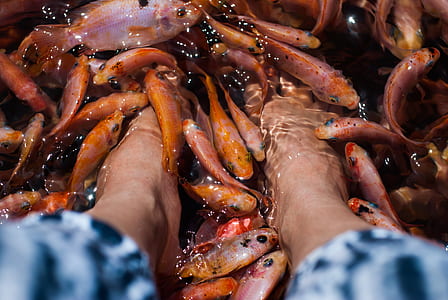 person soaking his feet on body of water with shoal of fish thumbnail
