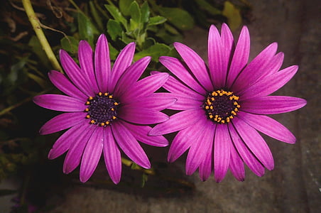 purple Cosmea rose thumbnail