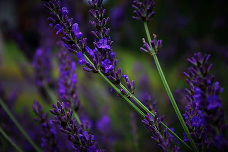 selective focus of lavender flower photography thumbnail