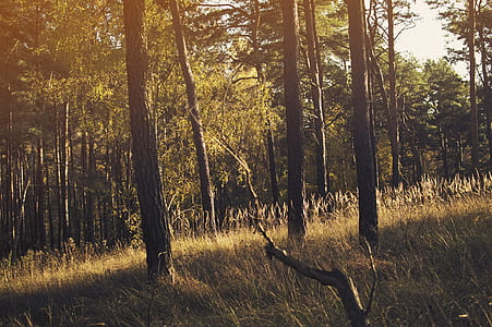 sun rays through forest thumbnail