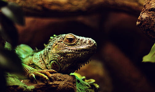 gray iguana thumbnail