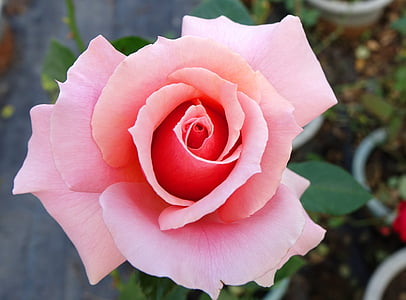 selective focus photography of pink rose flowers thumbnail