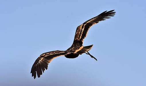 black eagle flying under blue sky during daytime thumbnail