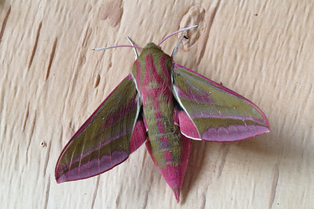 elephant hawk moth on beige surface thumbnail