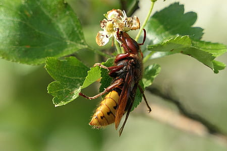 European hornet perching on flower thumbnail