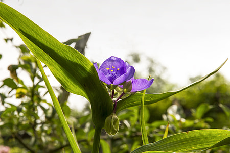 Three Master Of Flowers, Tradescantia thumbnail