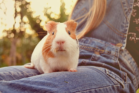 white hamster on person's lap thumbnail