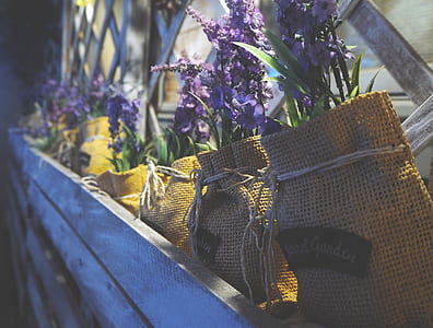 flowers, summer, garden, petals thumbnail