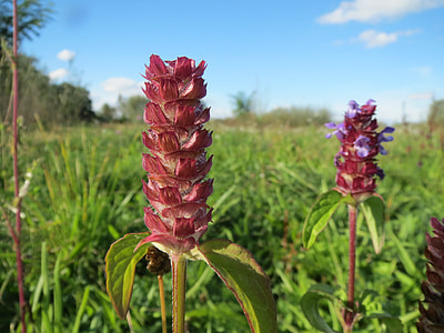 Prunella Vulgaris, Common Self-Heal thumbnail