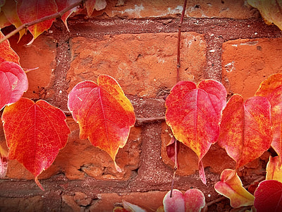 close-up photography of red and yellow leaf thumbnail