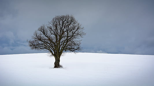 naked tree on snow field thumbnail