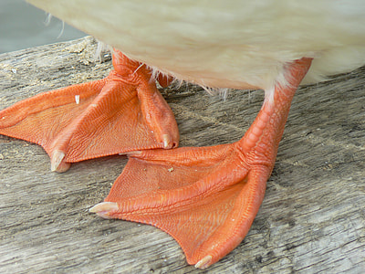 closeup photography of duck feet thumbnail
