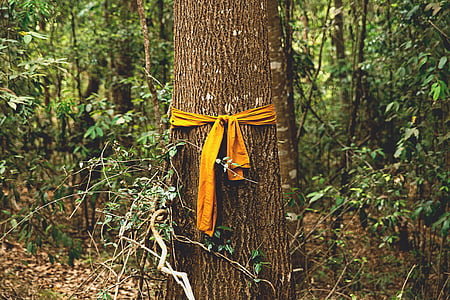 yellow ribbon tied up on tree trunk thumbnail