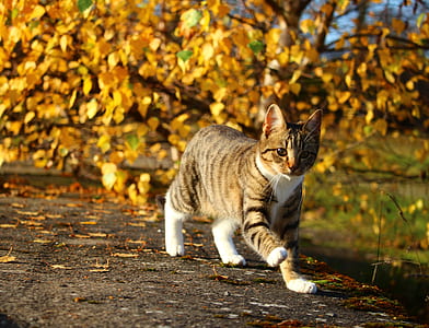 selective focus photography of brown cat walking near brown leaf tree thumbnail